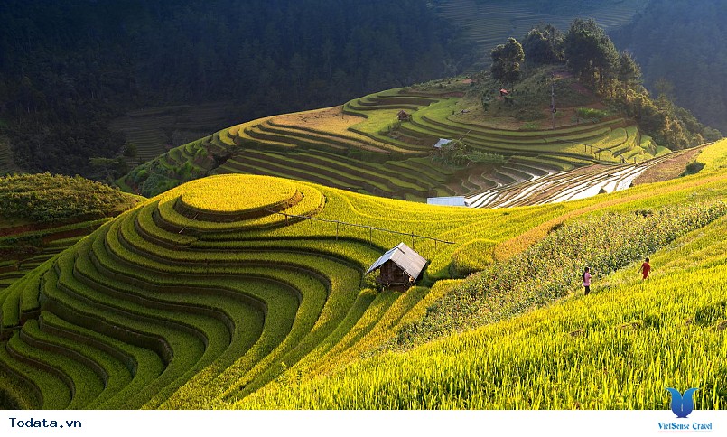 Mù Cang Chải Mùa Lúa Chín